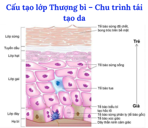 nám mảng thượng bì