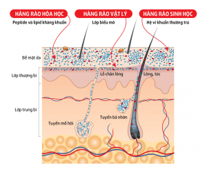 nám mảng trung bì 