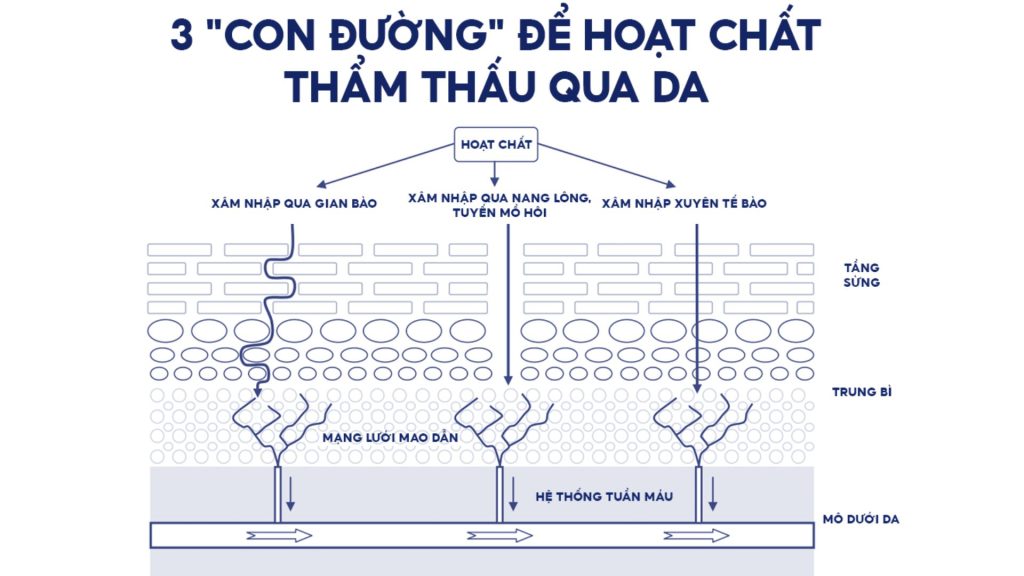 3 con đường để hoạt chất thẩm thấu qua da