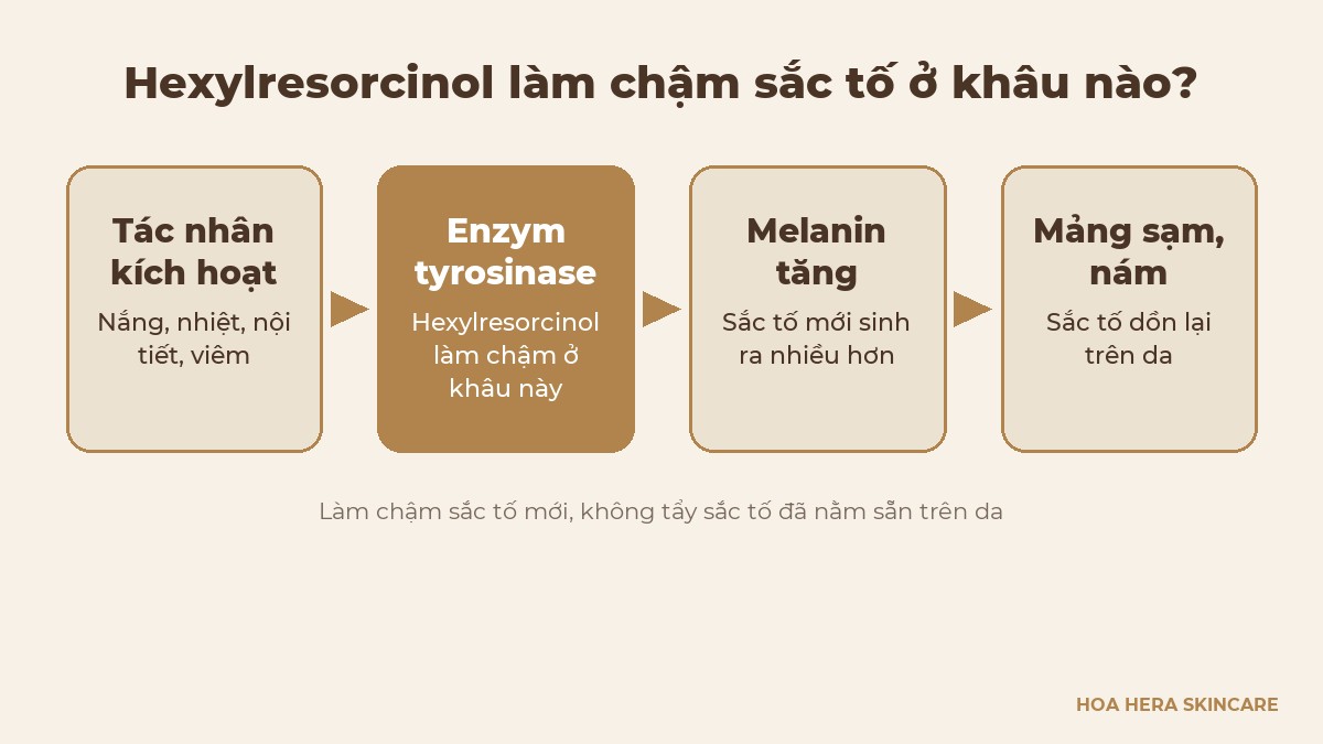 Sơ đồ quá trình tạo nám: tác nhân kích hoạt, enzym tyrosinase, melanin tăng, mảng sạm; hexylresorcinol làm chậm ở khâu tyrosinase