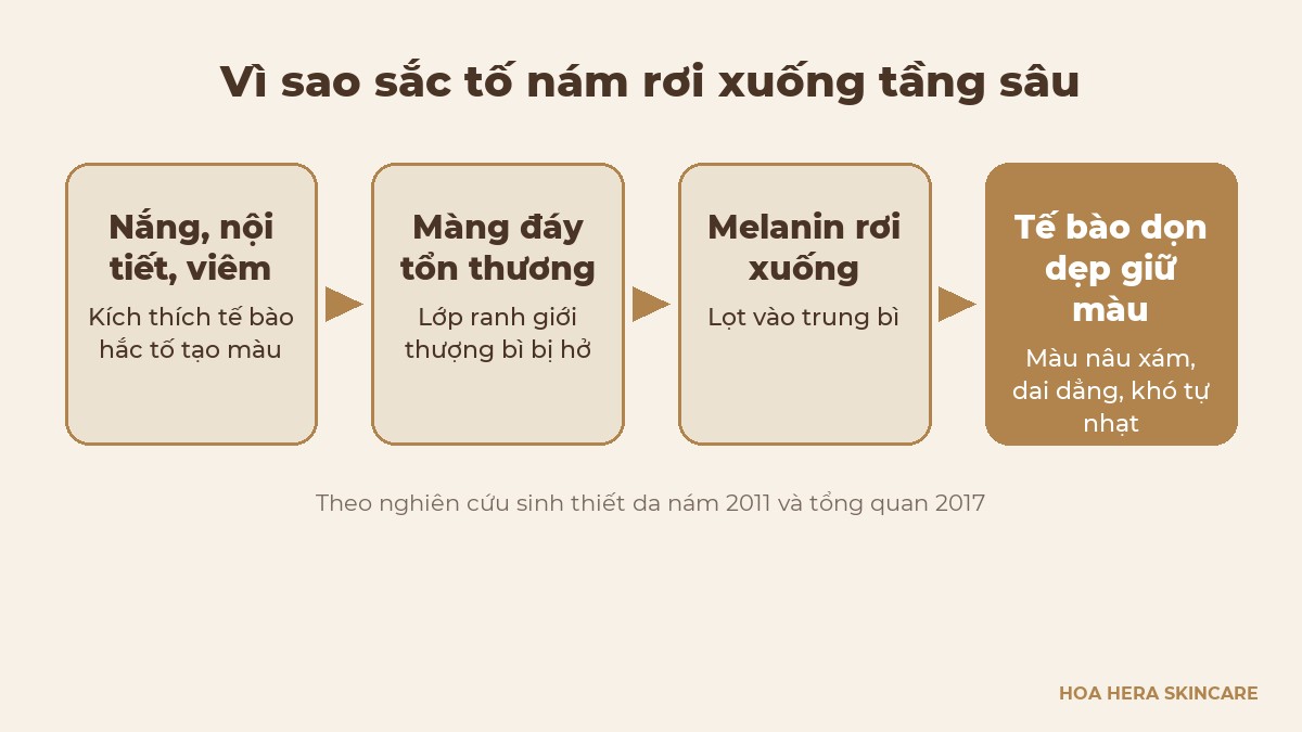 Sơ đồ quá trình sắc tố rơi xuống tầng sâu: nắng nội tiết viêm, màng đáy tổn thương, melanin rơi xuống trung bì, tế bào dọn dẹp giữ màu