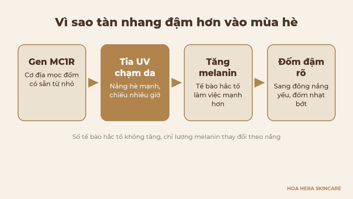 Sơ đồ 4 bước vì sao tàn nhang đậm hơn vào mùa hè: gen, tia UV, melanin, đốm đậm
